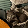 cat, gray_cat, pet, animal, feline, golden_eyes, sitting, cat_tree, hammock, scratching_post, indoors, home, furniture, cozy, fluffy, whiskers, ears, paws, portrait, low_light