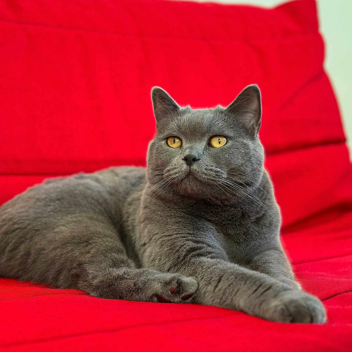 Nounours participe au concours pour gagner de l'argent avec cette photo : cat, gray_cat, pet, animal, feline, portrait, lounging, sitting, couch, red_couch, indoor, home, golden_eyes, whiskers, ears, fur, paw, relaxed, serious_expression, photography