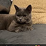 Nounours a rejoint le concours — aidez-le/la à gagner de superbes lots ! cat, gray_cat, pet, animal, feline, portrait, close_up, sitting, lying_down, couch, sofa, blanket, indoor, home, relaxed, serious, eyes, ears, whiskers, text_overlay