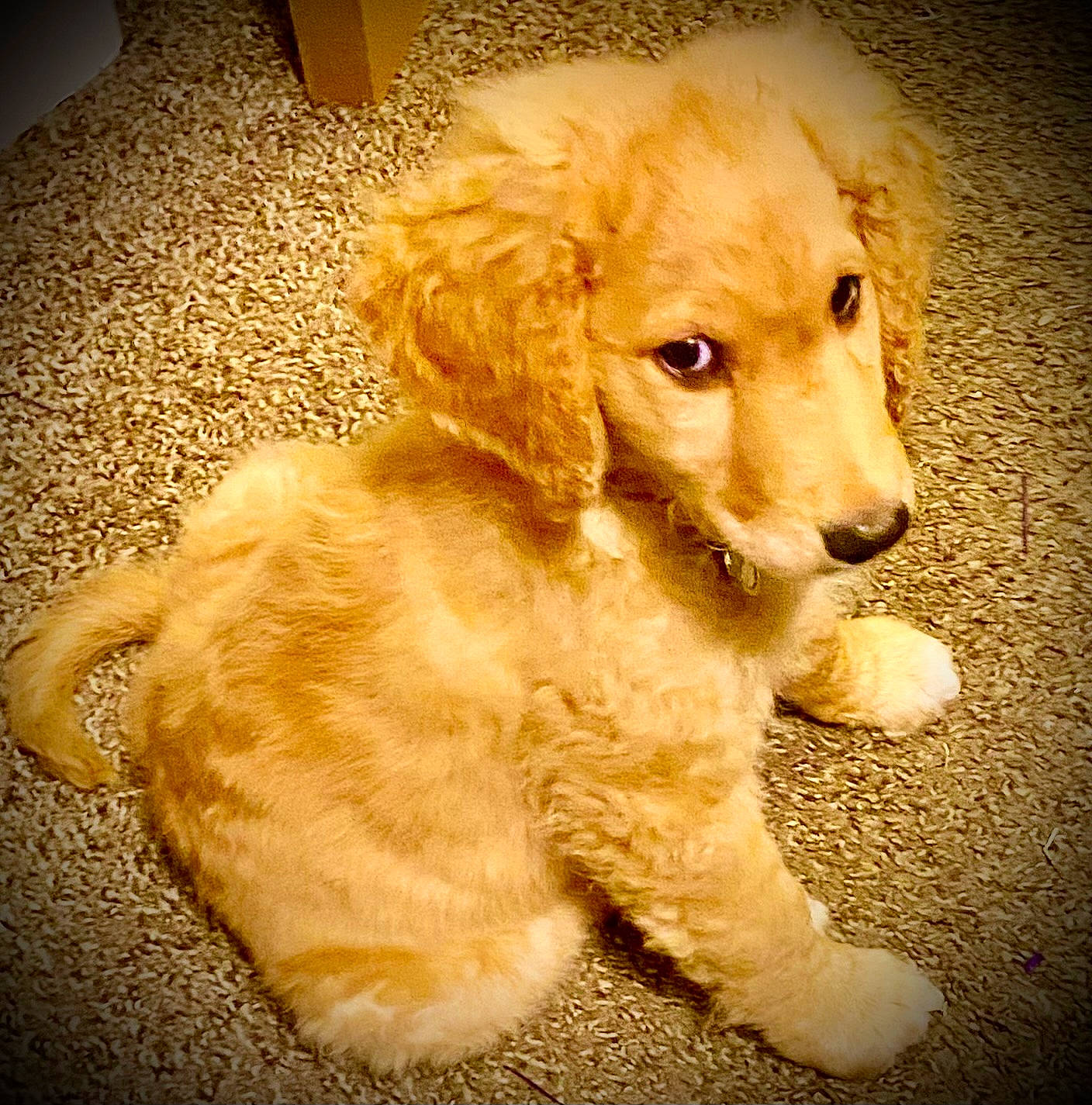 Jules joined the competition — help win amazing prizes! canidae, carnivore, companion_dog, dog, dog_breed, fawn, flooring, fur, golden_retriever, liver, paw, puppy_love, retriever, snout, sporting_group, tail, toy_dog, water_dog, wood, working_animal