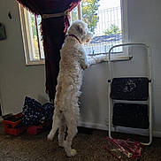 Shaggy joined the competition — help win amazing prizes! dog, white_dog, fluffy, curly_fur, standing, tiptoes, window, windowsill, indoors, home, curtain, folding_chair, carpet, toys, backyard, sunlight, looking_outside, pet, animal, funny_pose