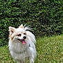 Ruby a rejoint le concours — aidez-le/la à gagner de superbes lots ! animal, canine, daylight, dog, fluffy, fur, grass, greenery, happy, leafy, nature, outdoor, panting, park, pet, smiling, standing, summer, tongue_out, white_dog