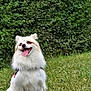 Ruby participe au concours pour gagner de l'argent avec cette photo : animal, canine, collar, daylight, dog, fluffy, fur, grass, greenery, happy, leafy_background, mammal, nature, outdoor, park, pet, sitting, smiling, tongue_out, white_dog