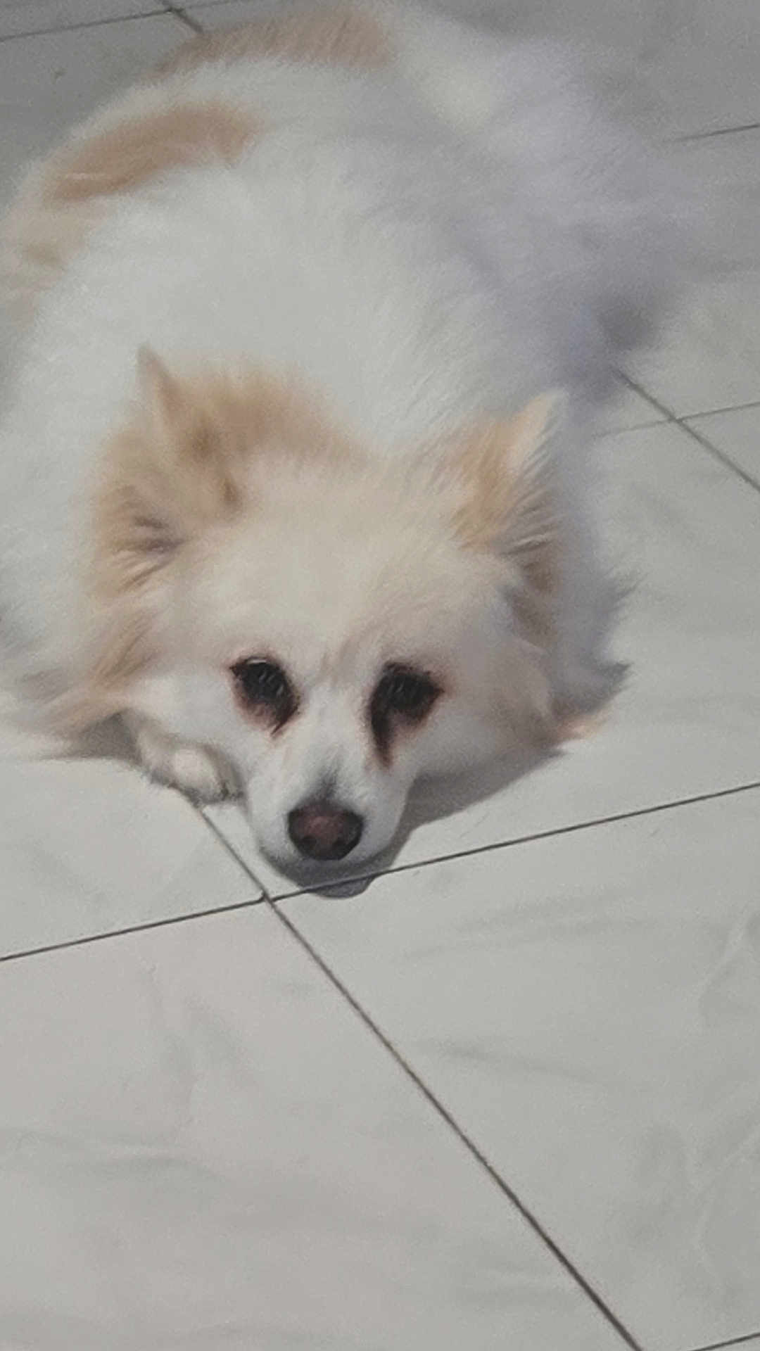 Ruby a rejoint le concours — aidez-le/la à gagner de superbes lots ! adorable, animal, canine, close_up, companion, cream_fur, cute, dog, domestic_animal, ears, face, floor, fur, indoor, looking_up, lying_down, pet, resting, tile_floor, white_fur