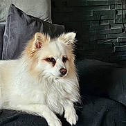 Ruby participe au concours pour gagner de l'argent avec cette photo : animal, calm, companion, couch, cozy, cute, dog, domestic, fluffy, fur, furniture, home, indoor, living_room, pet, pillows, portrait, relaxed, sitting, white_dog