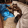 Tayron a rejoint le concours — aidez-le/la à gagner de superbes lots ! animal, bed, blanket, blue_blanket, brown_dog, canine, comfort, cozy, dog, furniture, household, indoor, napping, paw, pet, plaid_bedspread, relaxed, resting, sleeping, white_blanket