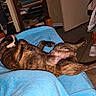 animal, blanket, blue, brindle, canine, clothing, cozy, dog, domestic, floor, fur, home, indoor, pet, relaxed, resting, shelf, sleeping, slippers, wooden_furniture