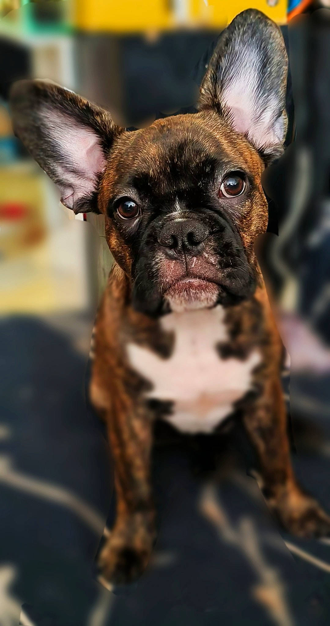 Tayron a rejoint le concours — aidez-le/la à gagner de superbes lots ! bulldog, canidae, carnivore, close_up, collar, companion_dog, dog, dog_breed, dog_collar, ear, fawn, fur, liver, snout, sporting_group, terrestrial_animal, toy_dog, whiskers, working_animal, wrinkle