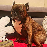Tayron a rejoint le concours — aidez-le/la à gagner de superbes lots ! animal, blanket, brindle, brown, companion, cozy, cushion, dog, ears, face, fur, home, indoor, looking, nose, paw, pet, sitting, sofa, white_chest
