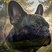 Tayrone participe au concours pour gagner de l'argent avec cette photo : animal, bat_ears, black_coat, bokeh, canine, close_up, dog, french_bulldog, furry, greenery, leaves, nature, outdoors, pet, photography, portrait, resting, serious_expression, short_snout, sunlight