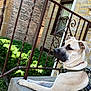 animal, brick_wall, building, calm, canine, daylight, dog, greenery, harness, leisure, muzzle, outdoor, pet, railing, resting, shrub, side_view, step, stone_wall, window