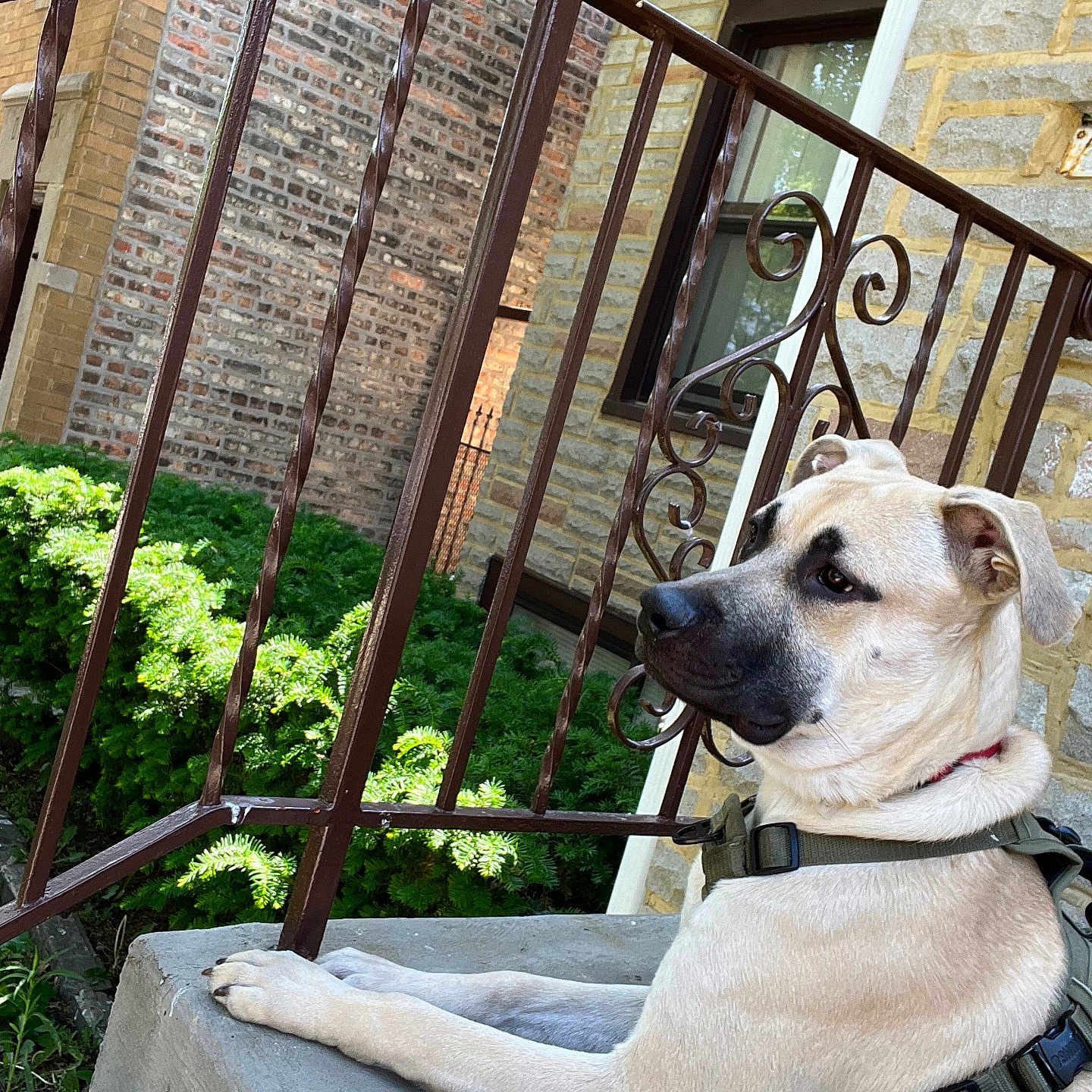 Leilani Delvalle joined the competition — help win amazing prizes! animal, brick_wall, building, calm, canine, daylight, dog, greenery, harness, leisure, muzzle, outdoor, pet, railing, resting, shrub, side_view, step, stone_wall, window