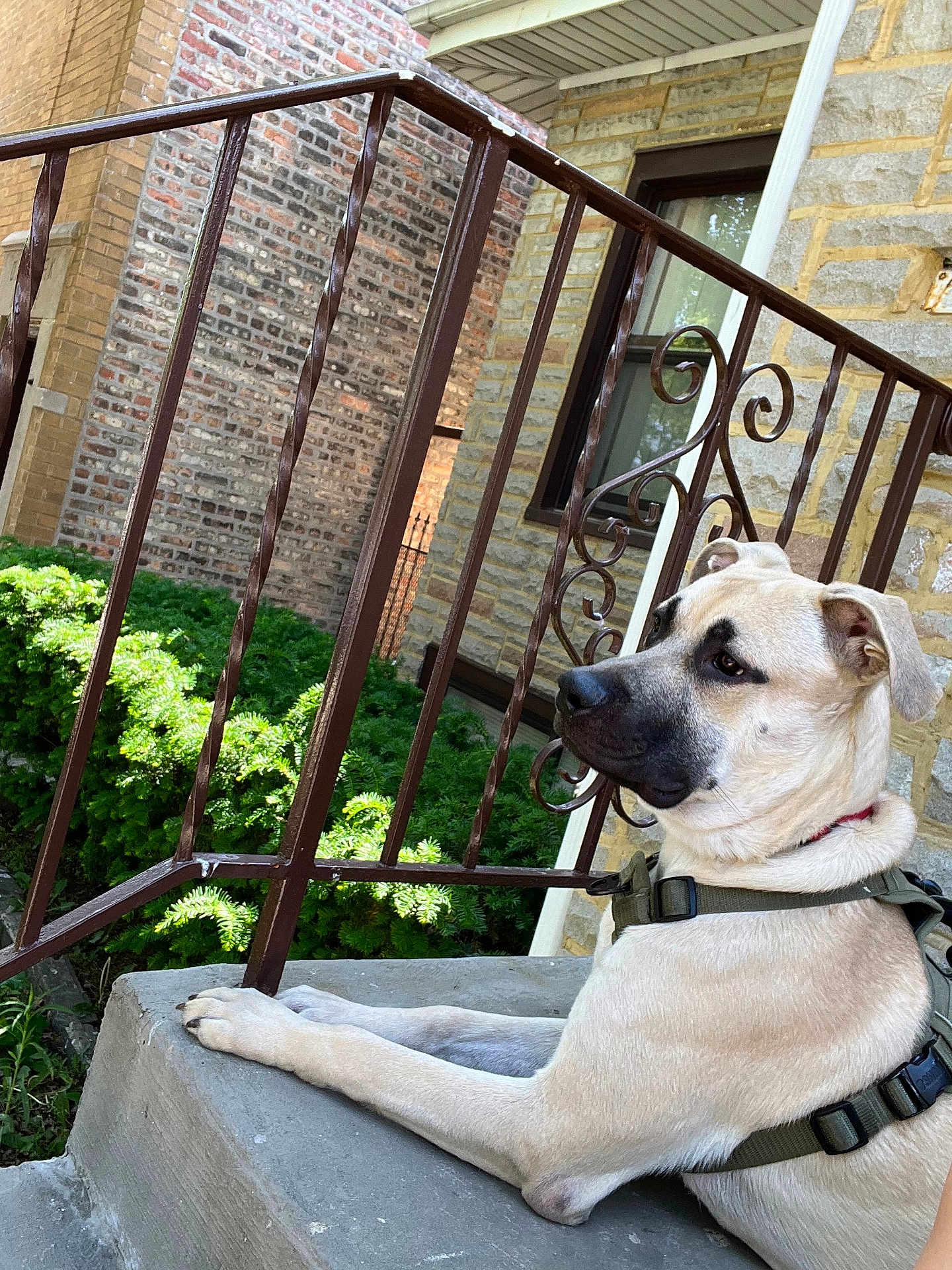 Leilani Delvalle joined the competition — help win amazing prizes! animal, brick_wall, building, calm, canine, daylight, dog, greenery, harness, leisure, muzzle, outdoor, pet, railing, resting, shrub, side_view, step, stone_wall, window