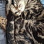 Léonard a rejoint le concours — aidez-le/la à gagner de superbes lots ! cat, tabby, sleeping, curled_up, fur, whiskers, paw, nose, closed_eyes, pet, domestic_animal, cozy, resting, animal, feline, striped, cute, cute_pet, relaxed, indoor