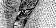 Léonard participe au concours pour gagner de l'argent avec cette photo : cat, tabby, peeking, cushion, texture, paw, closeup, indoor, feline, curious, hiding, black_and_white, monochrome, soft, cozy, animal, pet, whiskers, ear, claws