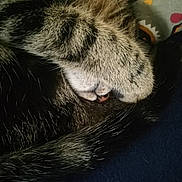 Léonard participe au concours pour gagner de l'argent avec cette photo : cat, tabby, paw, nose, fur, sleeping, curled_up, close_up, animal, pet, cozy, resting, whiskers, striped, soft, cute, indoor, colorful, fabric, tail