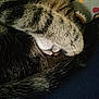cat, tabby, paw, nose, fur, sleeping, curled_up, close_up, animal, pet, cozy, resting, whiskers, striped, soft, cute, indoor, colorful, fabric, tail