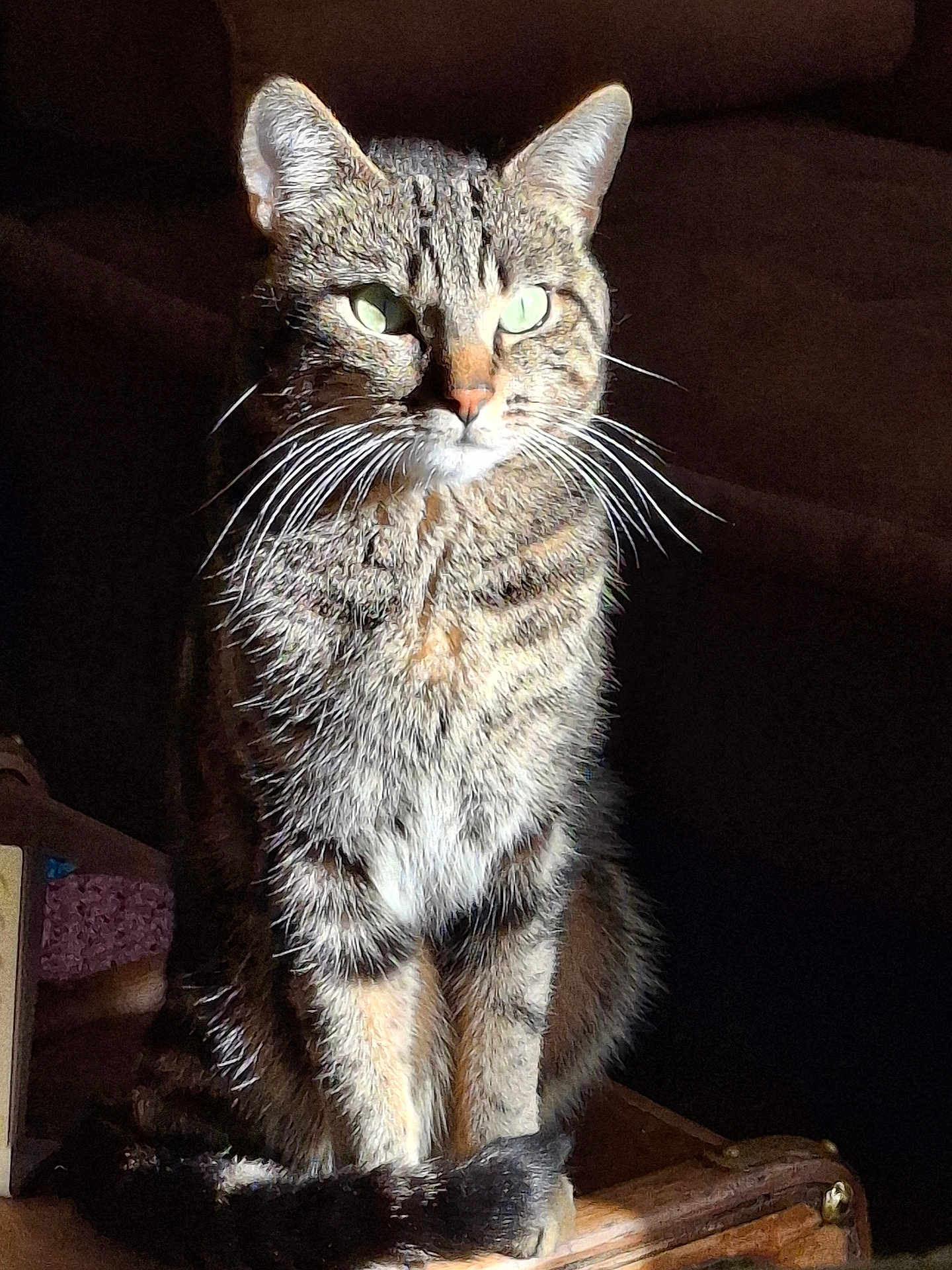 Léonard a rejoint le concours — aidez-le/la à gagner de superbes lots ! tabby_cat, cat, feline, pet, animal, sitting, green_eyes, whiskers, striped_fur, fur, indoor, wooden_surface, shadow, sunlight, portrait, closeup, domestic_cat, cute, alert, quiet