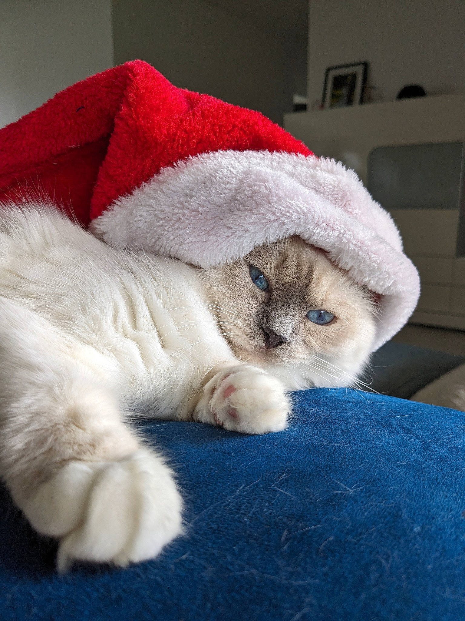 Uline a rejoint le concours — aidez-le/la à gagner de superbes lots ! bed, bedding, carnivore, cat, cat_bed, claw, comfort, domestic_short_haired_cat, fawn, felidae, fur, linens, nap, paw, sleep, small_to_medium_sized_cats, snout, tail, whiskers, wool