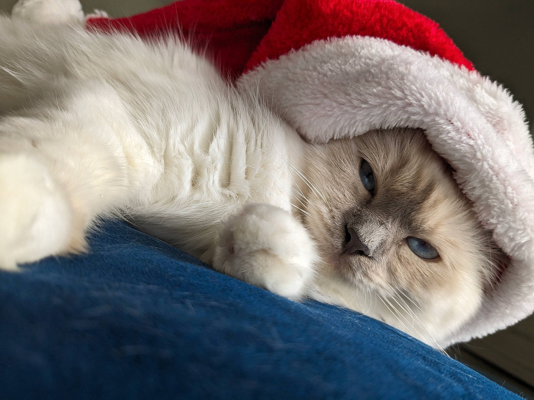 Uline participe au concours pour gagner de l'argent avec cette photo : bed, blue, carnivore, cat, cat_bed, claw, comfort, companion_dog, couch, dog_breed, fawn, felidae, fur, linens, nap, paw, small_to_medium_sized_cats, spitz, tail, whiskers