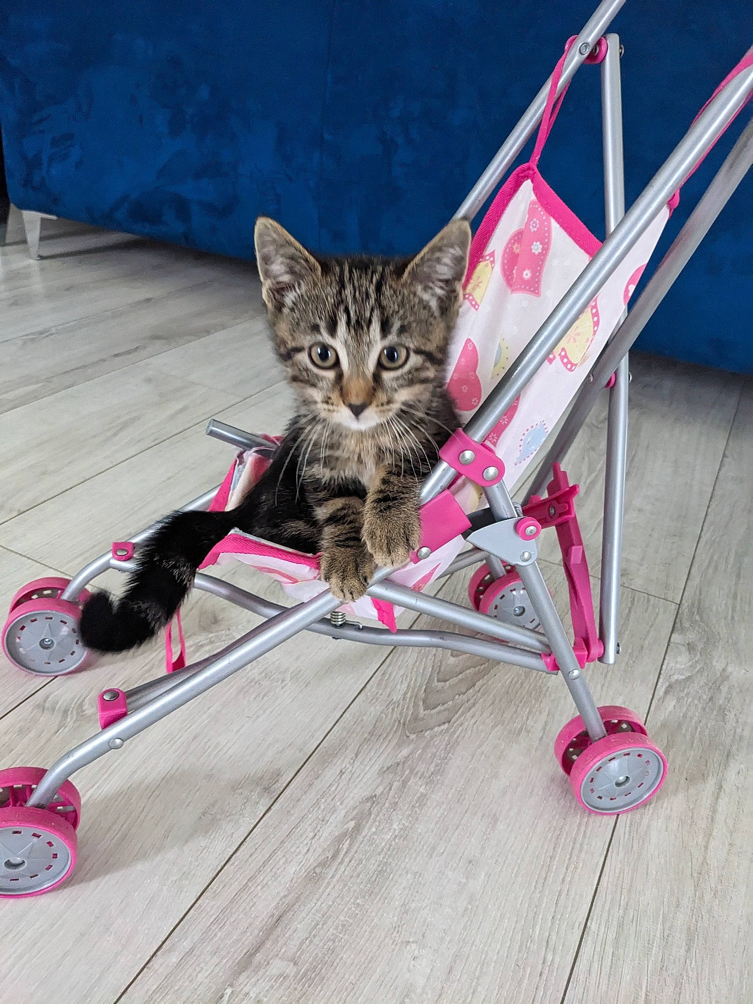 Milo a rejoint le concours — aidez-le/la à gagner de superbes lots ! bicycle_part, carnivore, cat, domestic_short_haired_cat, fashion_accessory, felidae, flooring, foot, fur, hardwood, laminate_flooring, leash, magenta, metal, paw, small_to_medium_sized_cats, tail, whiskers, wood, wood_flooring