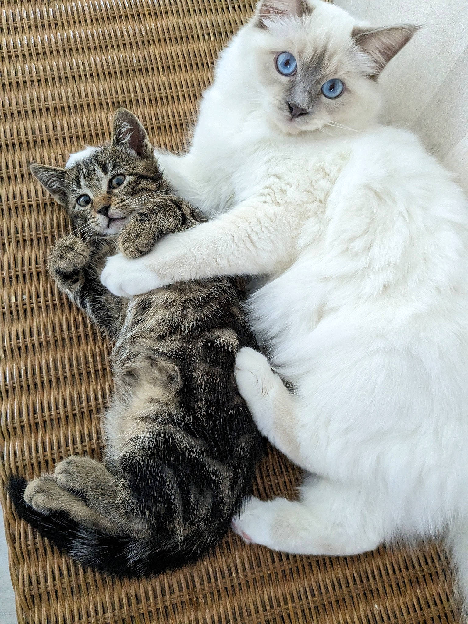 Milo participe au concours pour gagner de l'argent avec cette photo : birman, carnivore, cat, claw, comfort, domestic_short_haired_cat, felidae, fur, mammal, paw, sitting, small_to_medium_sized_cats, snout, tail, vertebrate, whiskers