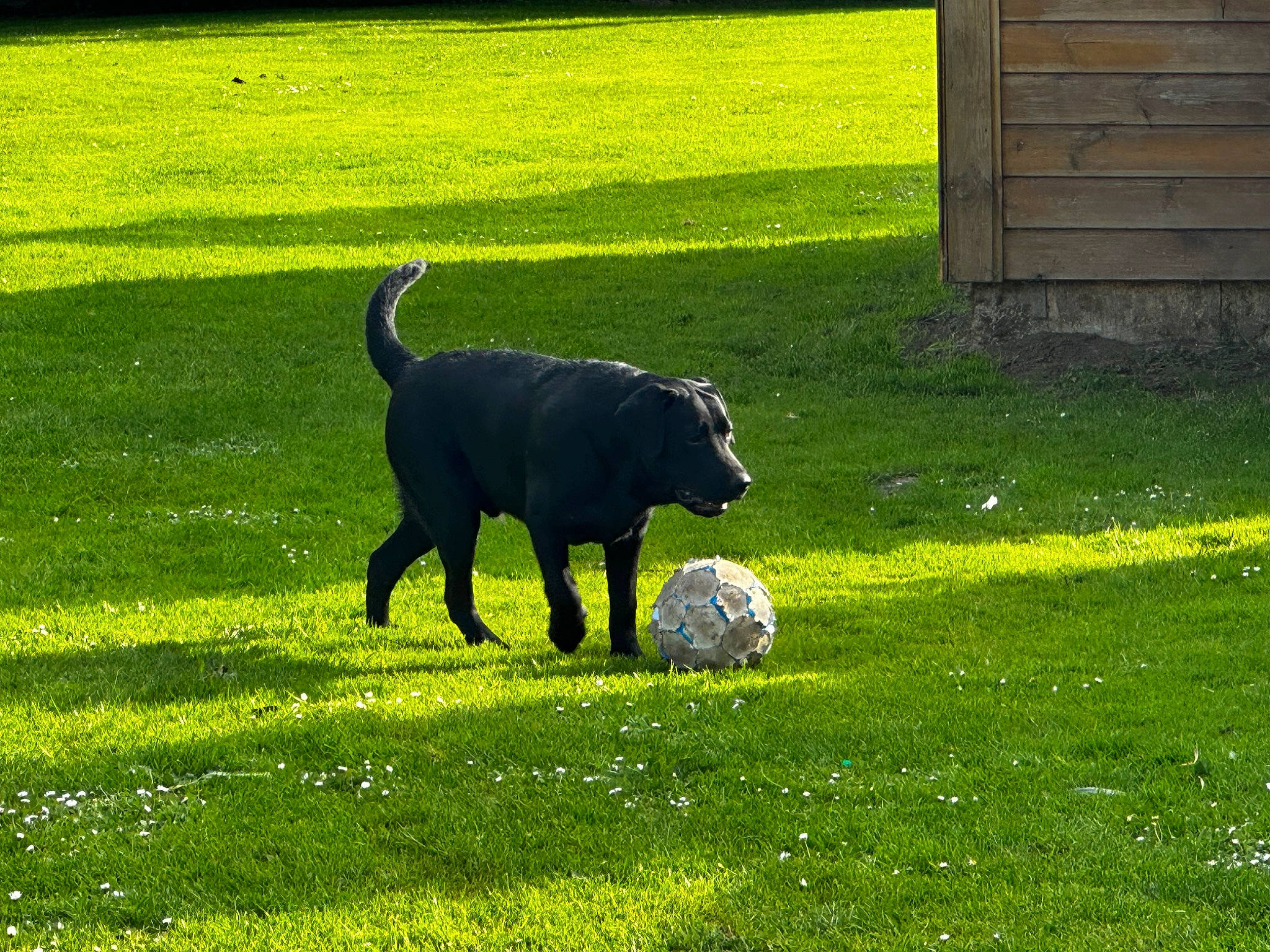 Ubby participe au concours pour gagner de l'argent avec cette photo : carnivore, companion_dog, dog, dog_breed, door, field, grass, grass_family, grassland, grazing, groundcover, landscape, lawn, meadow, pasture, plant, sporting_group, tail, terrestrial_animal, working_animal