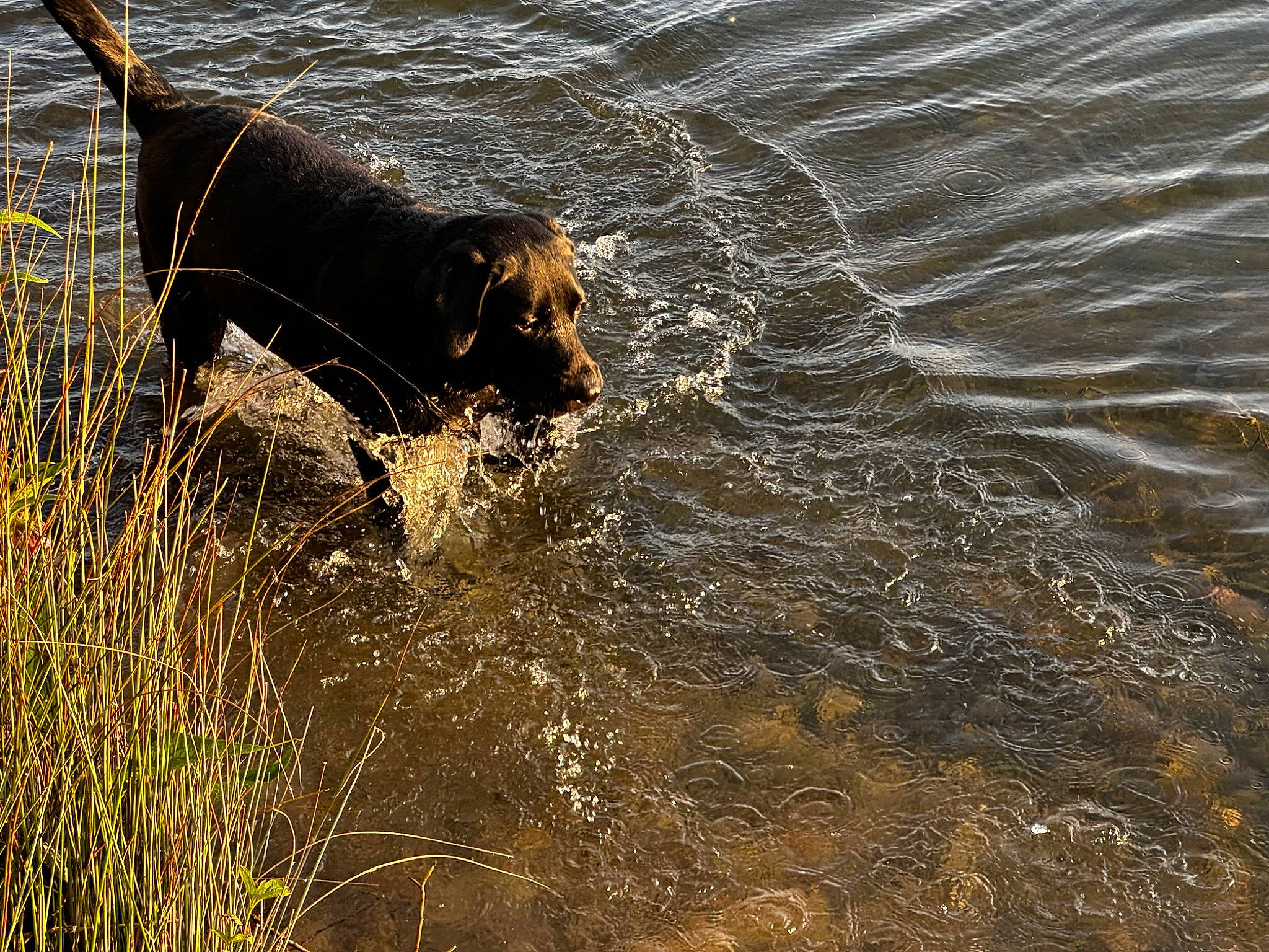 Ubby participe au concours pour gagner de l'argent avec cette photo : canidae, carnivore, dog, dog_breed, fluid, grass, guard_dog, gun_dog, hunting_dog, lake, liquid, plant, sporting_group, tail, terrestrial_animal, water, wildlife, wind_wave, working_animal, working_dog