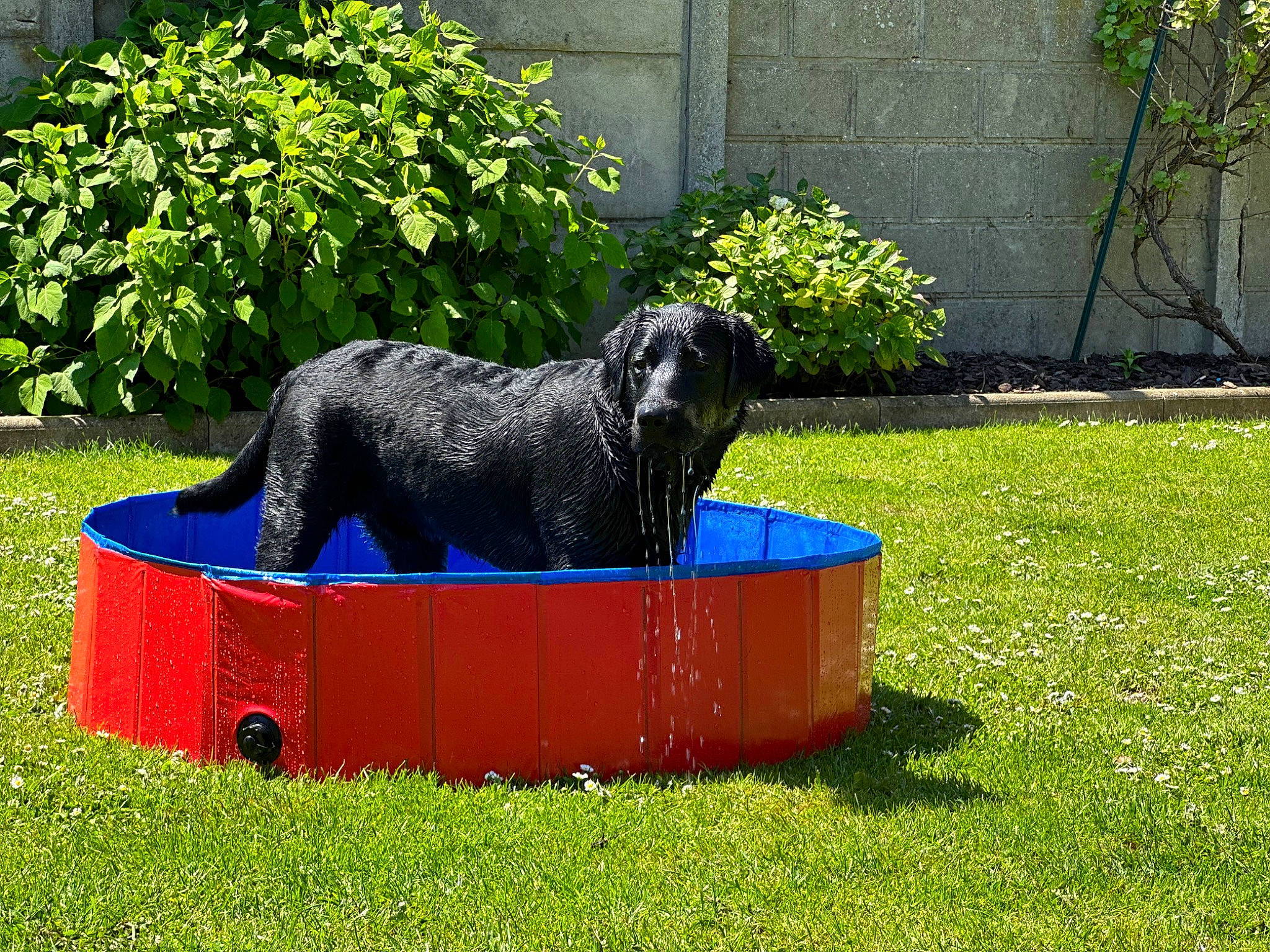 Ubby participe au concours pour gagner de l'argent avec cette photo : australian_cattle_dog, carnivore, companion_dog, dog, dog_breed, dog_sports, garden, grass, groundcover, landscaping, lawn, plant, shrub, snout, sporting_group, tail, terrestrial_animal, water_dog, working_animal, yard
