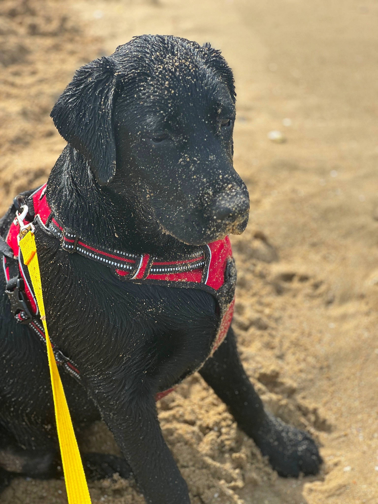 Ubby a rejoint le concours — aidez-le/la à gagner de superbes lots ! borador, canidae, carnivore, collar, companion_dog, dog, dog_breed, dog_collar, fashion_accessory, fawn, guard_dog, gun_dog, labrador_retriever, leash, pet_supply, snout, tail, terrestrial_animal, working_animal, working_dog