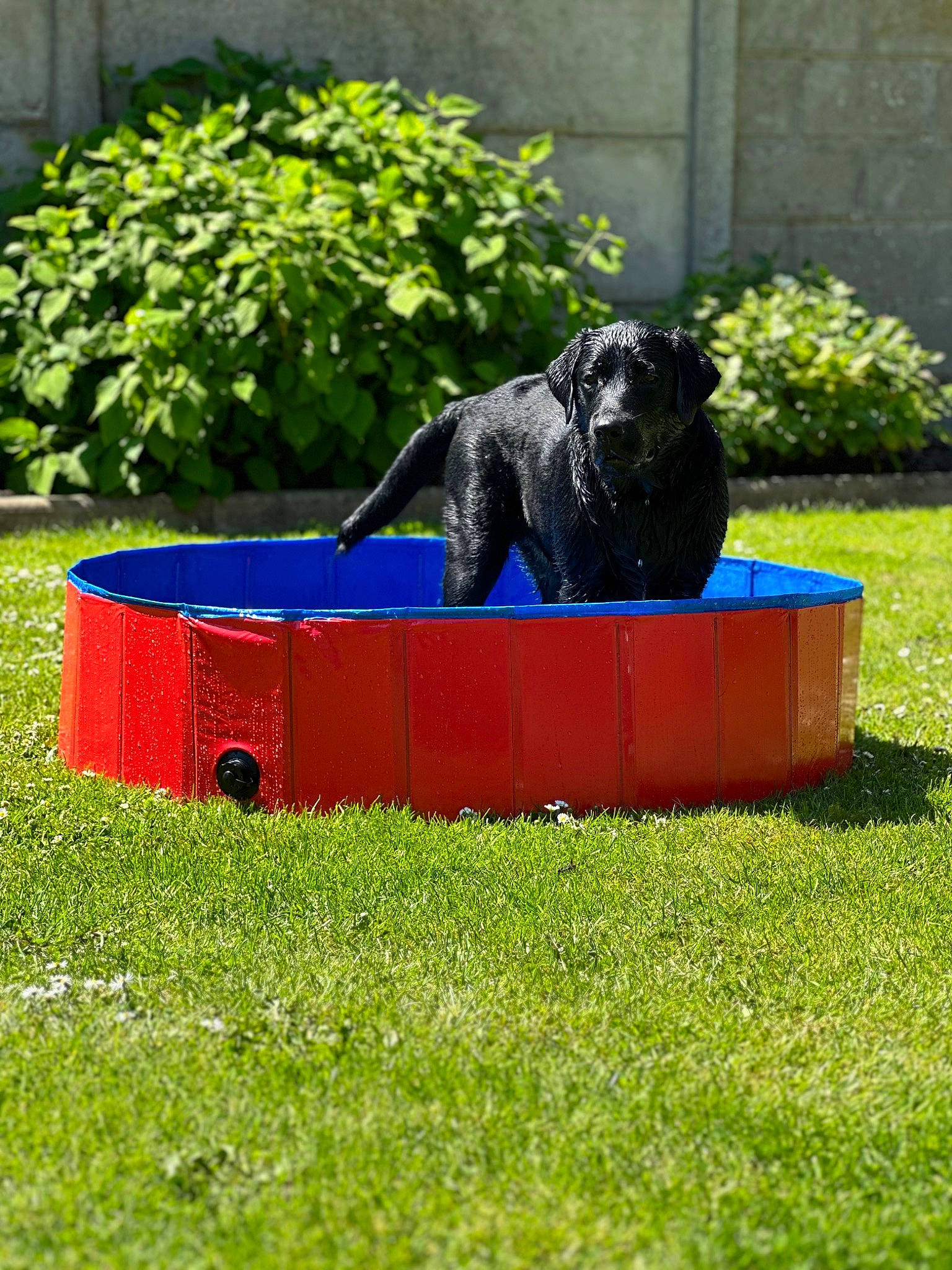 Ubby participe au concours pour gagner de l'argent avec cette photo : canidae, carnivore, companion_dog, dog, dog_breed, dog_sports, electric_blue, garden, grass, groundcover, landscaping, lawn, lawn_ornament, pet_supply, plant, shrub, sporting_group, tail, working_animal, yard
