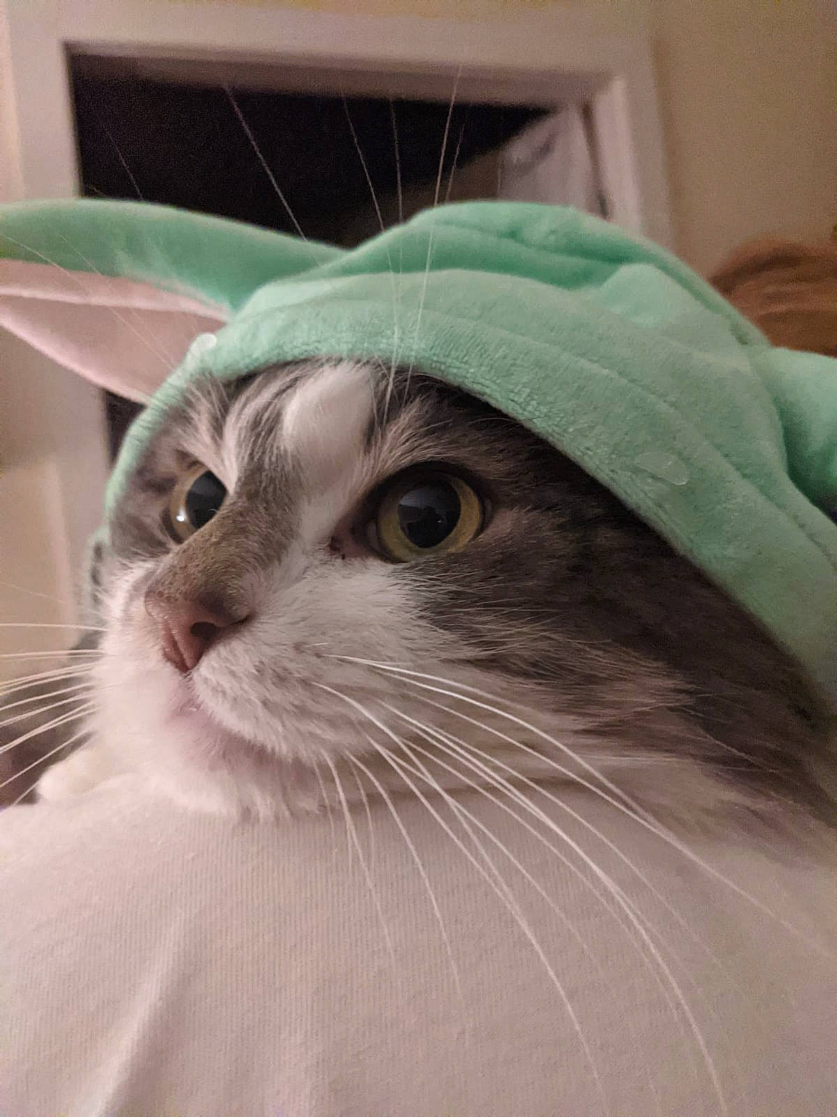 Fluffy joined the competition — help win amazing prizes! american_curl, carnivore, cat, domestic_long_haired_cat, felidae, fur, norwegian_forest_cat, ragdoll, siberian, small_to_medium_sized_cats, snout, whiskers