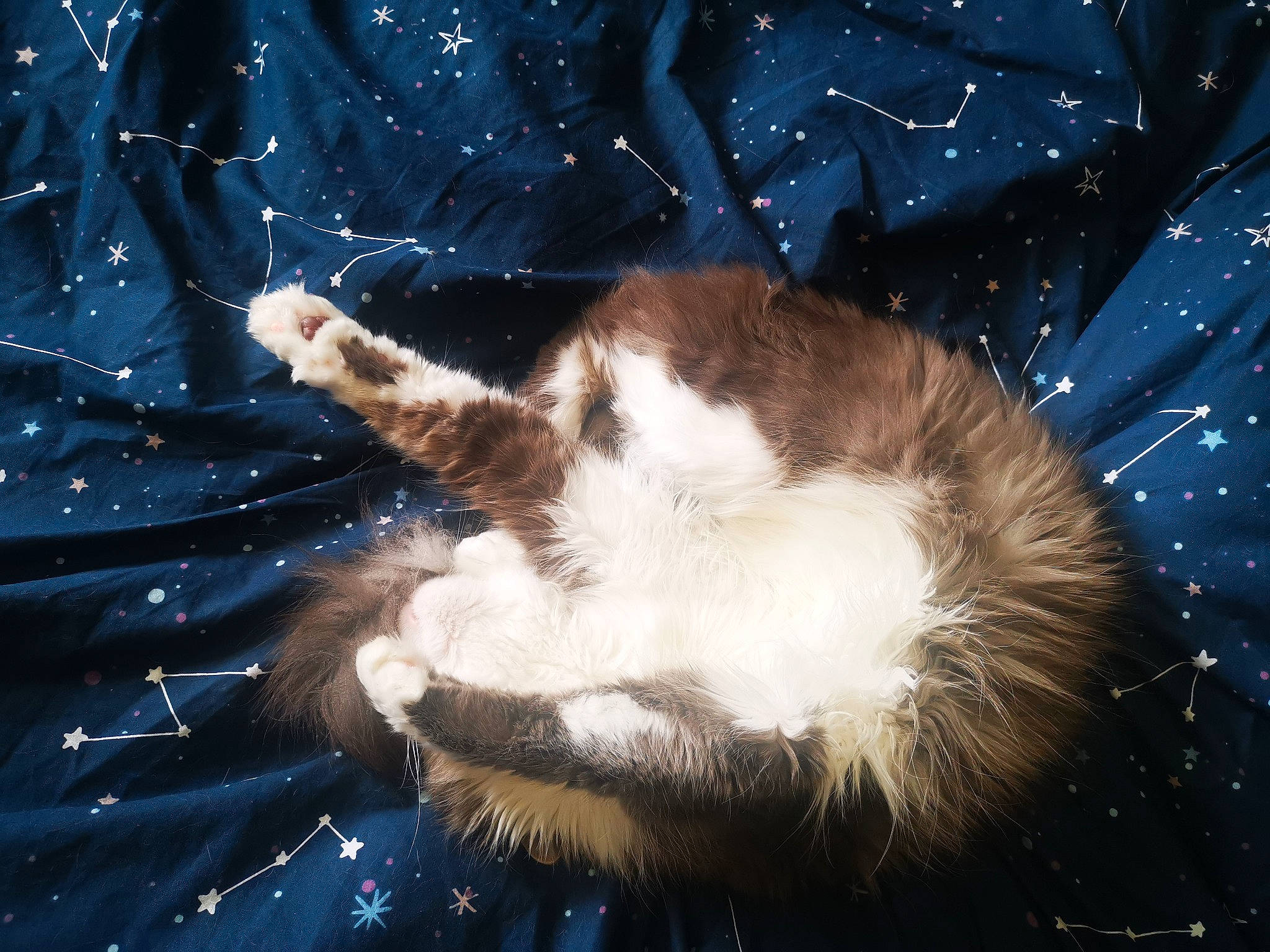 Fluffy is registered to the contest to win money with this photo: carnivore, cat, claw, felidae, fur, night, organism, polydactyl_cat, sky, small_to_medium_sized_cats, space, tail, whiskers