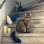Twix participe au concours pour gagner de l'argent avec cette photo : cat, tabby_cat, stairs, wooden_stairs, green_eyes, fluffy_fur, home_decor, candles, plush_pillow, eiffel_tower_model, indoor, pet, animal, feline, sitting, cozy, brown_fur, striped_fur, domestic_cat, quiet