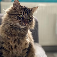 Twix a rejoint le concours — aidez-le/la à gagner de superbes lots ! cat, tabby, fluffy, indoor, pet, feline, green_eyes, closeup, portrait, soft_focus, domestic_animal, cute, whiskers, fur, animal, mammal, sitting, relaxed, cozy, background_blur