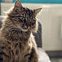 animal, background_blur, cat, closeup, cozy, cute, domestic_animal, feline, fluffy, fur, green_eyes, indoor, mammal, pet, portrait, relaxed, sitting, soft_focus, tabby, whiskers