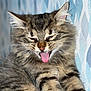 Twix a rejoint le concours — aidez-le/la à gagner de superbes lots ! cat, tabby, fluffy, tongue_out, animal, pet, feline, cute, fur, whiskers, ears, closeup, indoor, patterned_wall, stripes, muzzle, mouth_open, expression, relaxed, sleepy
