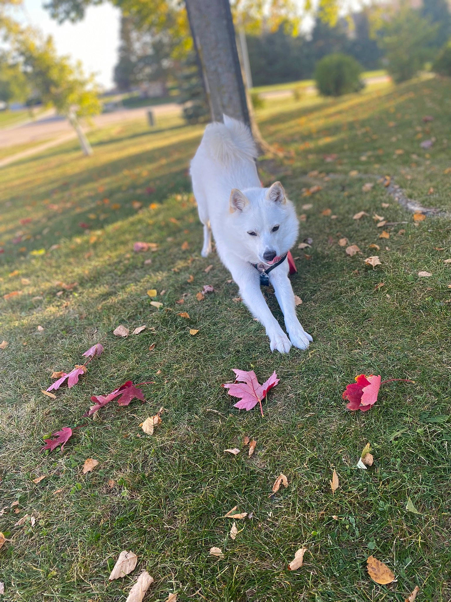 Koa joined the competition — help win amazing prizes! carnivore, companion_dog, dog, dog_breed, fawn, felidae, grass, grass_family, happy, lawn, leaf, light, people_in_nature, petal, plant, sky, sporting_group, tail, tints_and_shades, tree