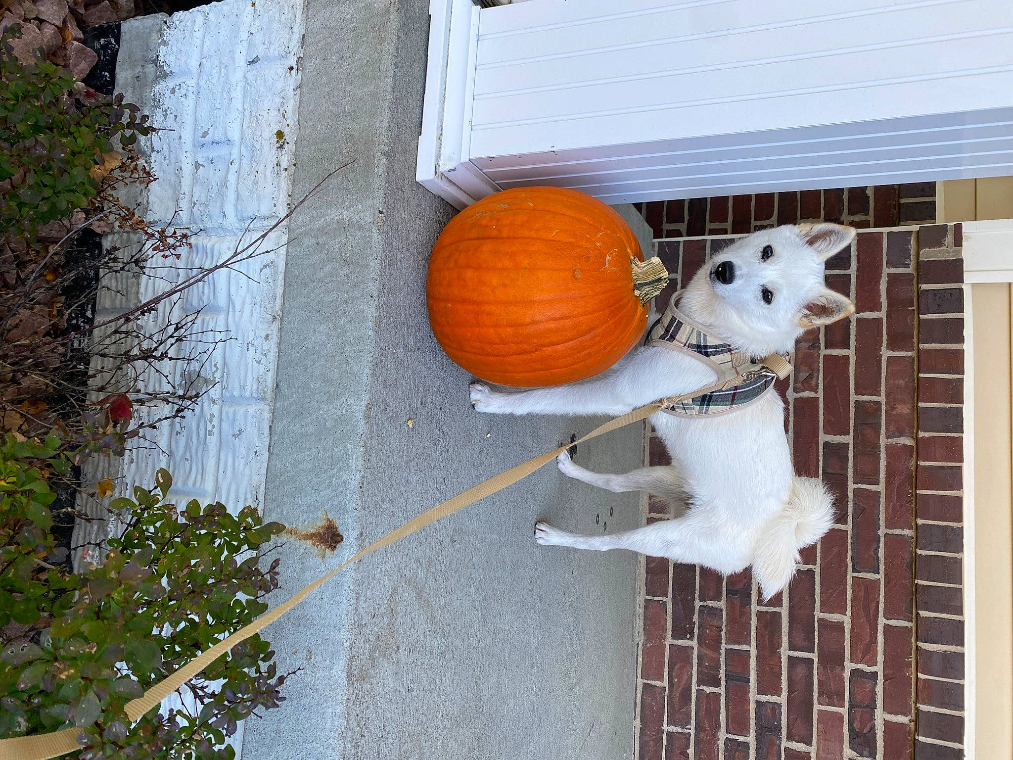 Koa joined the competition — help win amazing prizes! art, brick, building, calabaza, cucurbita, door, facade, flowerpot, gourd, house, houseplant, jack_o_lantern, plant, porch, pumpkin, twig, vegetable, window, winter_squash, wood