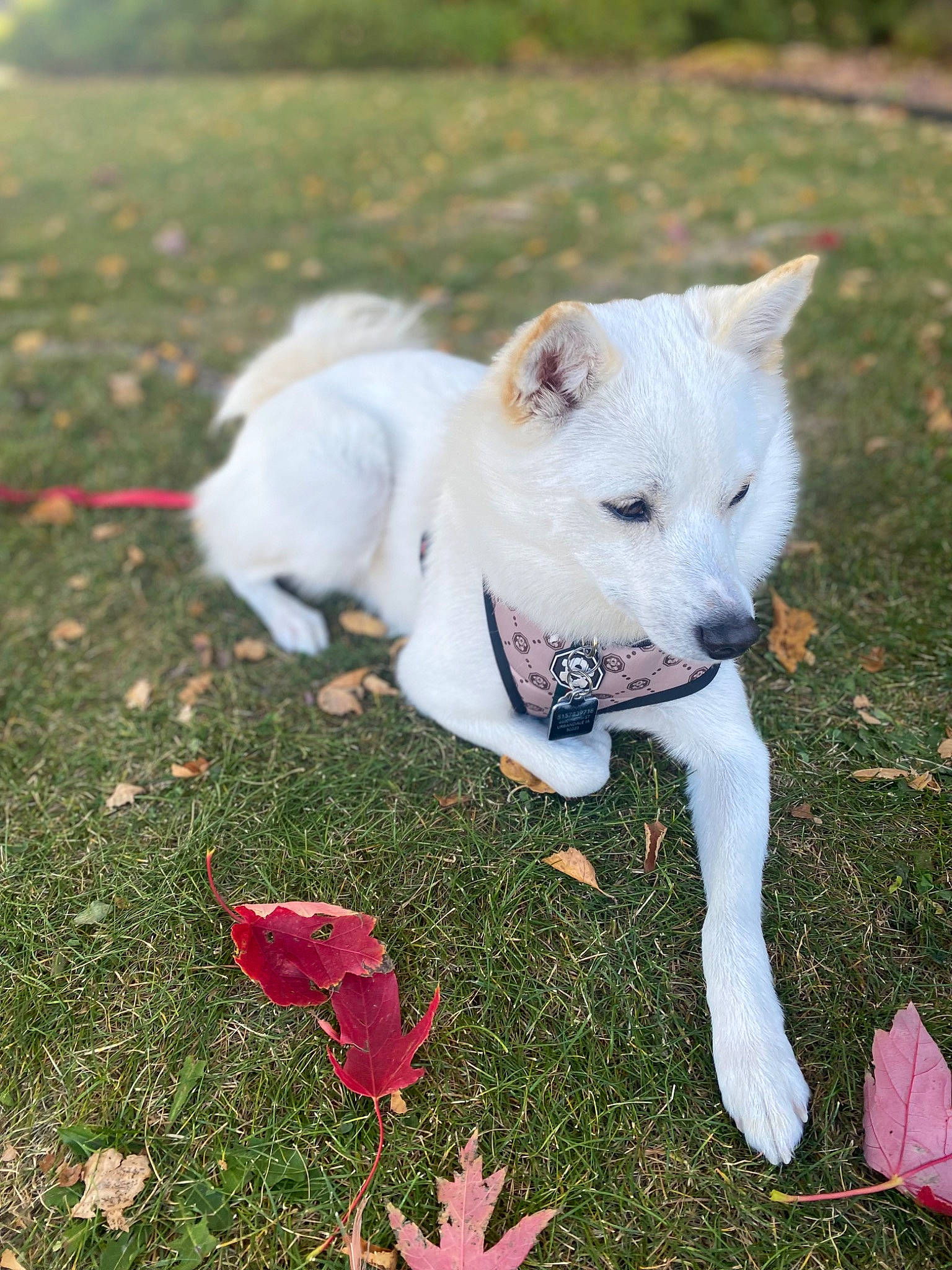 Koa is registered to the contest to win money with this photo: adventure, canidae, carmine, carnivore, collar, companion_dog, coquelicot, dog, dog_breed, dog_collar, dogo_guatemalteco, fawn, grass, groundcover, non_sporting_group, petal, plant, tail, terrestrial_animal, working_animal