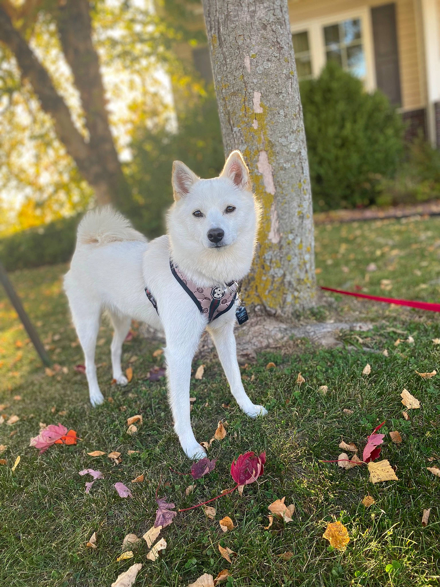 Koa is registered to the contest to win money with this photo: ancient_dog_breeds, autumn, canidae, carnivore, companion_dog, dog, dog_breed, fawn, garden, grass, groundcover, plant, shrub, snout, sporting_group, tail, tree, walking, window, working_animal