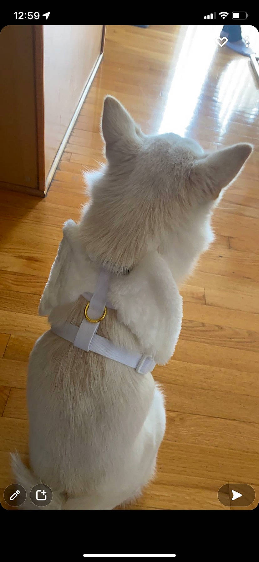 Koa is registered to the contest to win money with this photo: carnivore, cat, claw, collar, comfort, companion_dog, dog_breed, fawn, felidae, flooring, fur, hardwood, paw, small_to_medium_sized_cats, snout, tail, whiskers, wood, wood_stain, working_animal