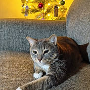 Gus is registered to the contest to win money with this photo: cat, tabby_cat, white_paws, couch, sofa, indoor, christmas_tree, decorations, ornaments, lights, holiday, festive, relaxed, stretching, pet, feline, cozy, home, warm_lighting, background