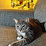 cat, tabby_cat, white_paws, couch, sofa, indoor, christmas_tree, decorations, ornaments, lights, holiday, festive, relaxed, stretching, pet, feline, cozy, home, warm_lighting, background