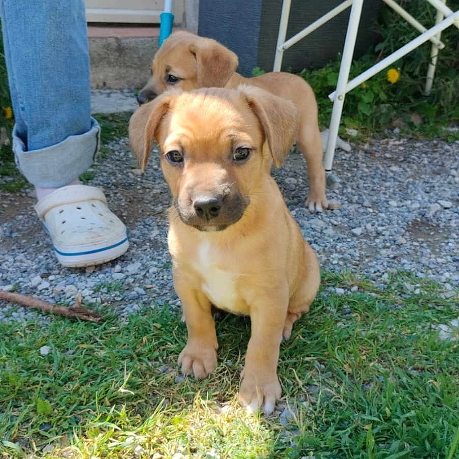 Appy participe au concours pour gagner de l'argent avec cette photo : animal, backyard, canine, clothing, dog, face, footwear, grass, head, jeans, nature, outdoors, pants, pet, plant, pottedplant, puppy, shoe, soil, yard
