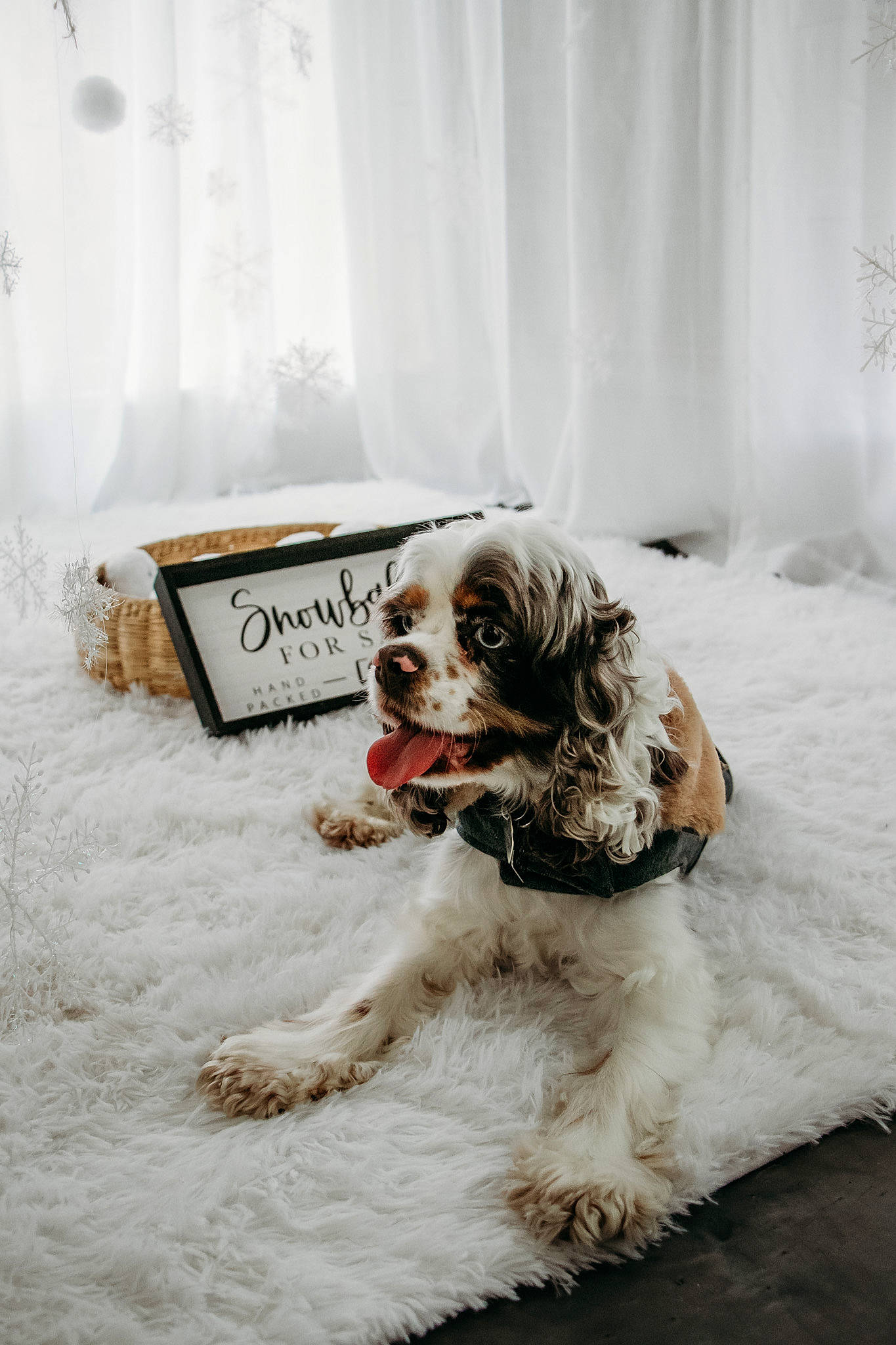Piper joined the competition — help win amazing prizes! canidae, carnivore, collar, companion_dog, dog, dog_breed, dog_collar, dog_supply, door, event, freezing, fur, grey, snout, snow, spaniel, sporting_group, toy_dog, window, working_animal