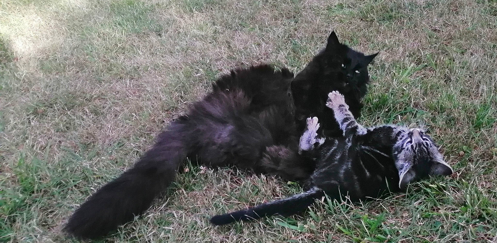 Romarin a rejoint le concours — aidez-le/la à gagner de superbes lots ! black_cat, bombay, carnivore, cat, dog_breed, domestic_short_haired_cat, felidae, fur, grass, sitting, small_to_medium_sized_cats, tail, terrestrial_animal, whiskers