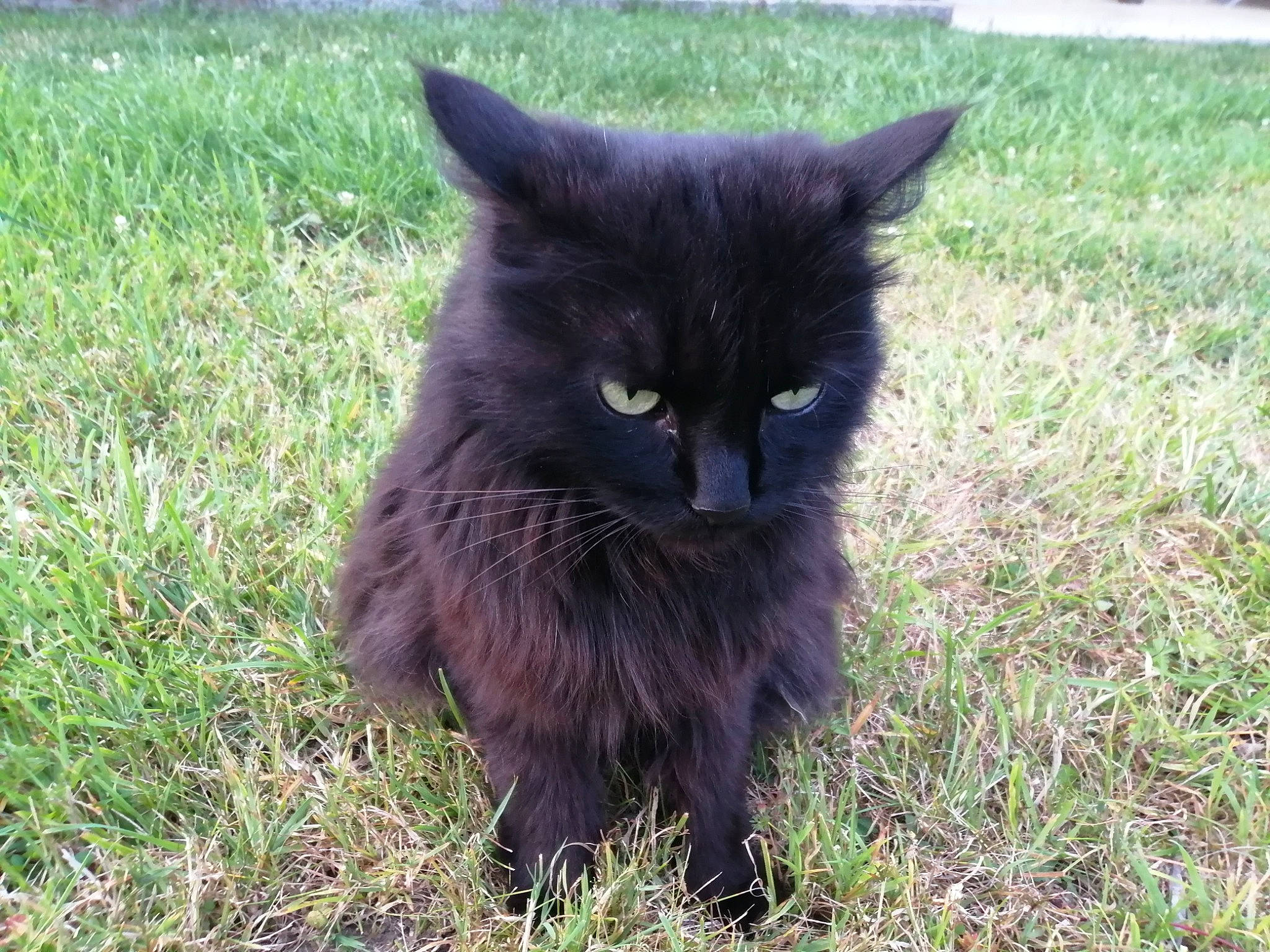 Romarin participe au concours pour gagner de l'argent avec cette photo : black_cat, bombay, carnivore, cat, domestic_short_haired_cat, felidae, fur, grass, grassland, groundcover, plant, small_to_medium_sized_cats, snout, tail, terrestrial_animal, whiskers