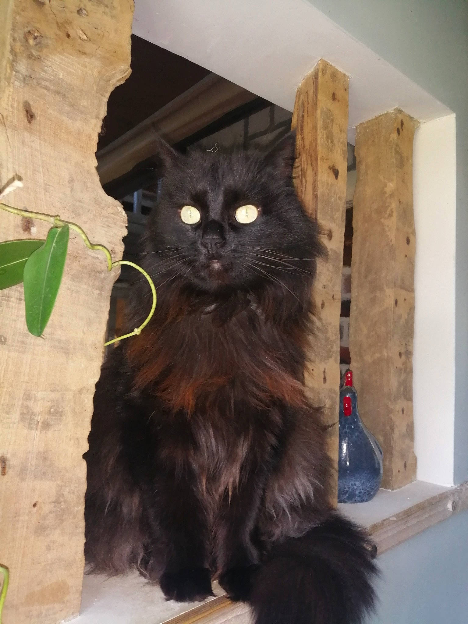 Romarin a rejoint le concours — aidez-le/la à gagner de superbes lots ! black_cat, box, brown, carnivore, cat, cat_supply, claw, domestic_short_haired_cat, fawn, felidae, fur, hardwood, pet_supply, small_to_medium_sized_cats, snout, tail, terrestrial_animal, whiskers, wood, wood_stain