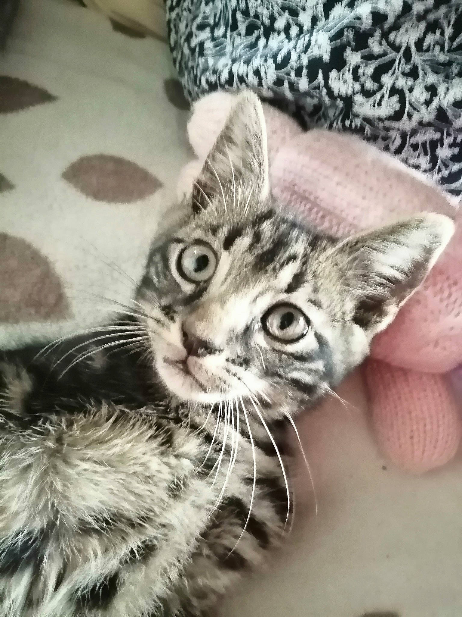 Radis participe au concours pour gagner de l'argent avec cette photo : carnivore, cat, claw, comfort, domestic_short_haired_cat, eye, felidae, fur, paw, small_to_medium_sized_cats, snout, terrestrial_animal, whiskers, wildlife